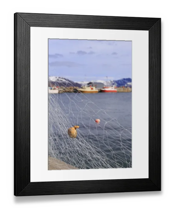 Framed Print : Fishing net with mussel, Tromvik