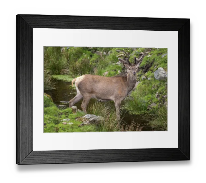 Framed Print : Red deer (Cervus elaphus) with velvet antler standing in small river Framed Print : Red deer (Cervus elaphus) with velvet antler standing in small river