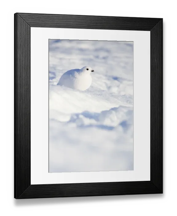 Framed Print : Ptarmigan (Lagopus lagopus) in the morning sun