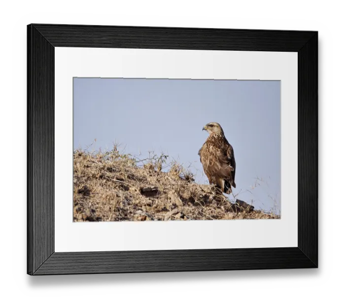 Framed Print : Long-legged Buzzard (Buteo rufinus) in the Rann of Kutch Framed Print : Long-legged Buzzard (Buteo rufinus) in the Rann of Kutch