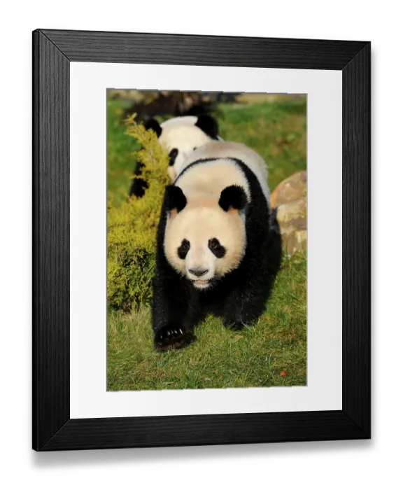 Framed Print : Giant pandas (Ailuropoda melanoleuca)