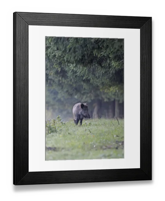 Framed Print : Boar, wild boar (Sus scrofa) Framed Print : Boar, wild boar (Sus scrofa)