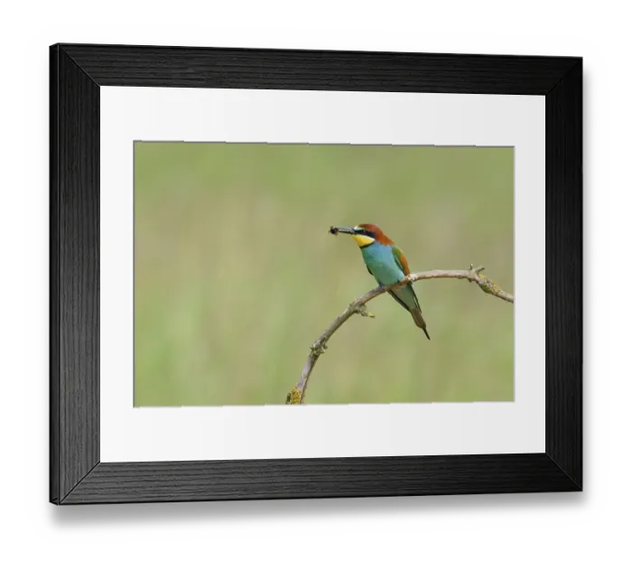 Framed Print : European bee-eaters (Merops apiaster) Framed Print : European bee-eaters (Merops apiaster)
