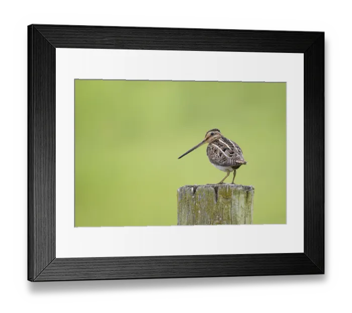 Framed Print : Common Common snipe (Gallinago gallinago)