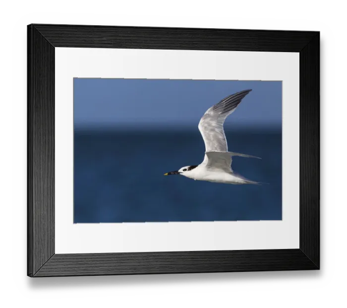 Framed Print : Sandwich Tern (Sandwich Tern) (Thalasseus (Sterna sandvicensis) sandvicensis) Framed Print : Sandwich Tern (Sandwich Tern) (Thalasseus (Sterna sandvicensis) sandvicensis)
