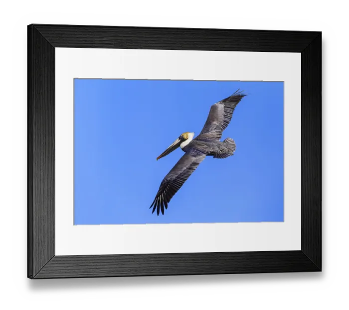 Framed Print : Brown Pelican (Pelecanus occidentalis)