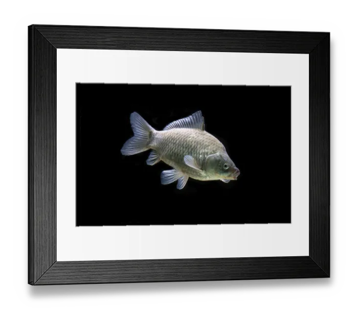 Framed Print : Crucian carp (Carassius carassius)