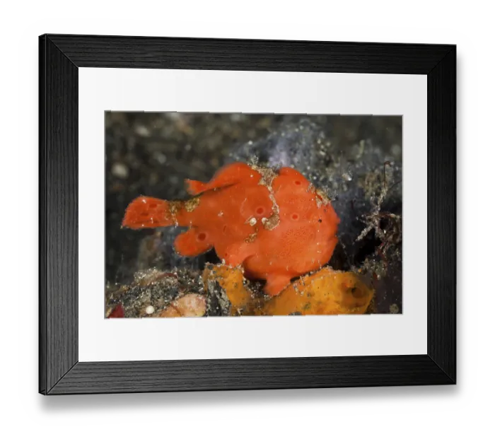 Framed Print : Round spotted frogfish moves fishing rod 2 Framed Print : Round spotted frogfish moves fishing rod 2