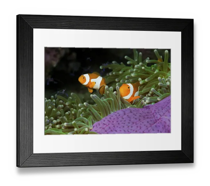 Framed Print : Orange skunk clownfish in magnificent anemone