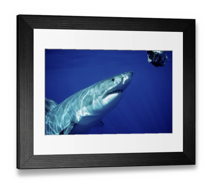 Framed Print : Great white shark, Carcharodon carcharias Framed Print : Great white shark, Carcharodon carcharias