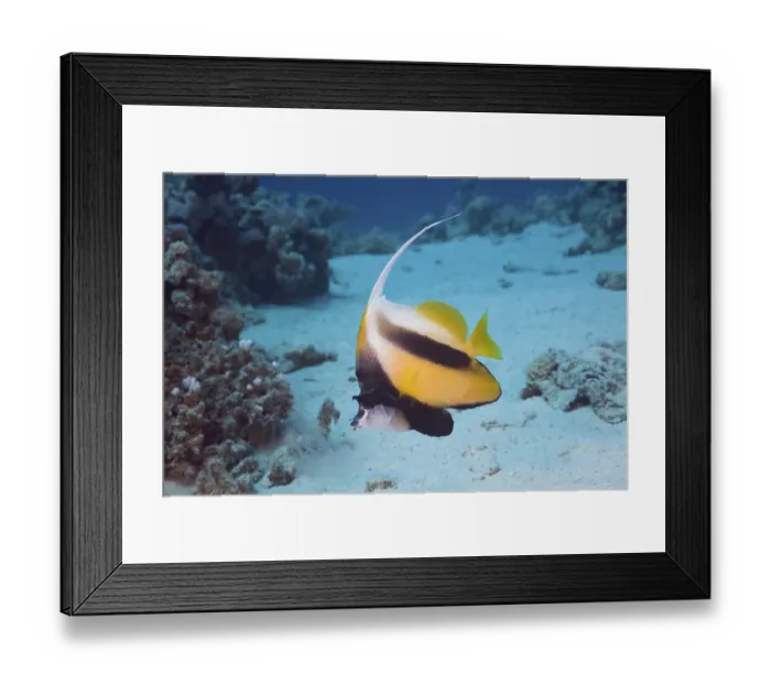 Framed Print : Red Sea bannerfish, Heniochus intermedius