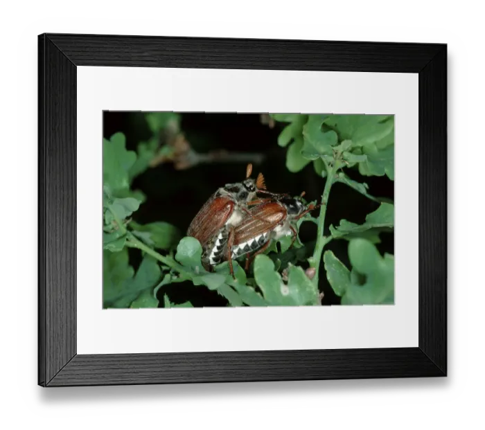 Framed Print : Cockchafer (Melolontha melolontha)