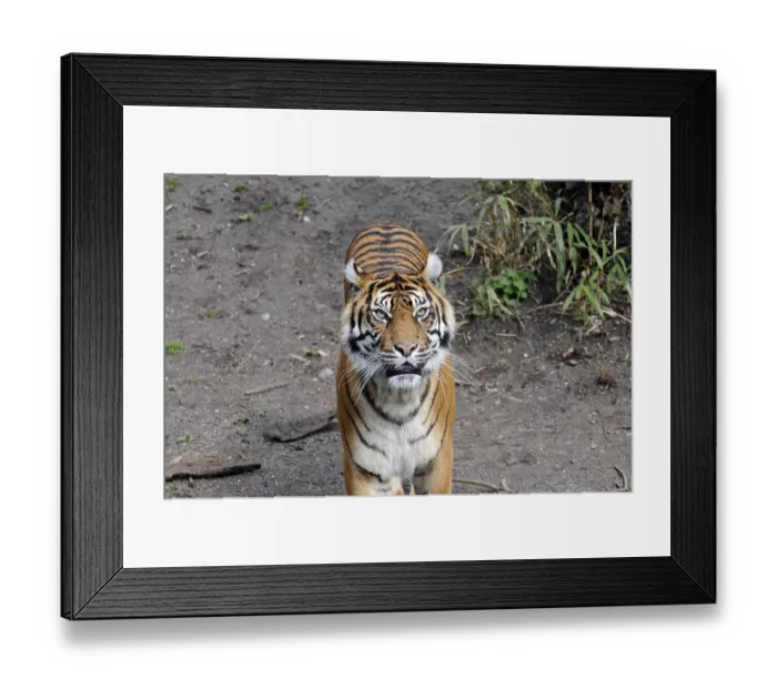 Framed Print : Sumatran Tiger (Panthera tigris sumatrae)
