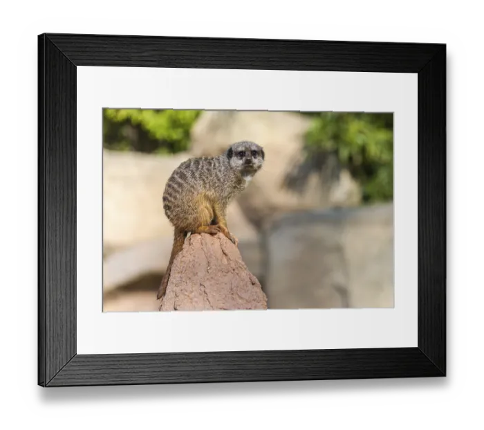Framed Print : Meerkat (Suricata suricatta) sitting on a rock Framed Print : Meerkat (Suricata suricatta) sitting on a rock