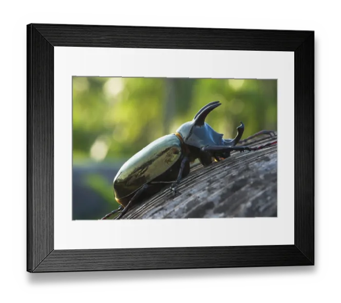 Framed Print : Rhinoceros beetle, Tangkoko Nature Reserve