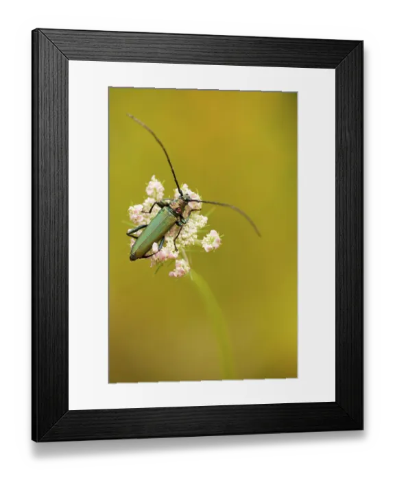 Framed Print : Musk beetle (Aromia moschata) Rhineland-Palatinate Framed Print : Musk beetle (Aromia moschata) Rhineland-Palatinate
