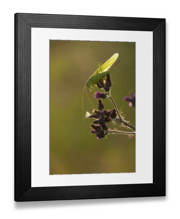 Framed Print : Big Great green bush cricket (Tettigonia viridissima) Rhineland-Palatinate Germany Framed Print : Big Great green bush cricket (Tettigonia viridissima) Rhineland-Palatinate Germany