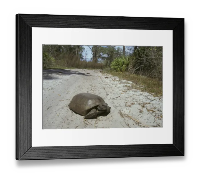 Framed Print : Gopher Tortoise (Gopherus polyphemus) on track Framed Print : Gopher Tortoise (Gopherus polyphemus) on track
