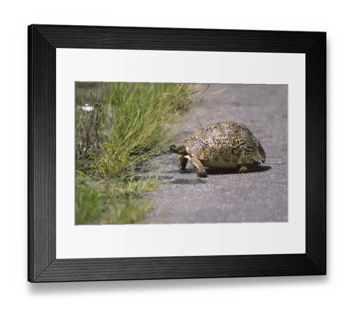 Framed Print : Leopard Tortoise (Geochelone pardalis)