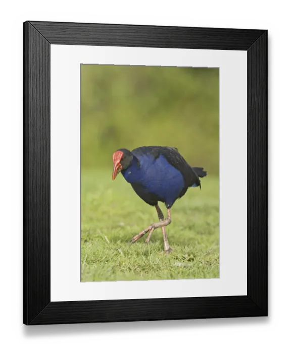Framed Print : Pukeko (Porphyrio porphyrio melanotus)