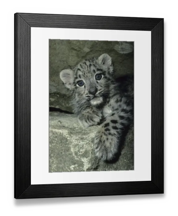Framed Print : Snow Leopard (Panthera uncia), cub, on rock