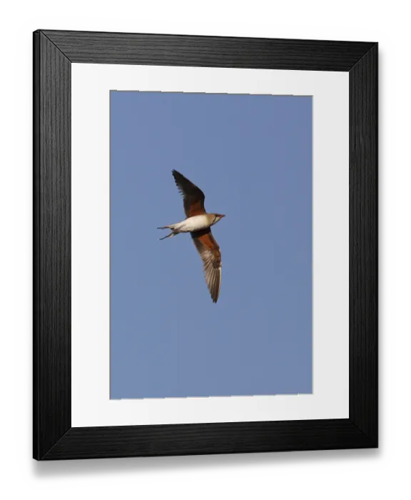 Framed Print : Collared Pratincole (Glareola pratincola pratincola)