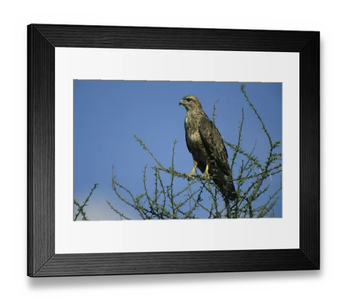 Framed Print : Steppe Buzzard (Buteo buteo vulpinus) Framed Print : Steppe Buzzard (Buteo buteo vulpinus)