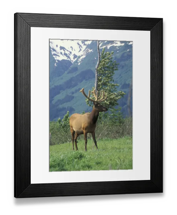 Framed Print : Elk or Wapiti (Cervus canadensis) Framed Print : Elk or Wapiti (Cervus canadensis)