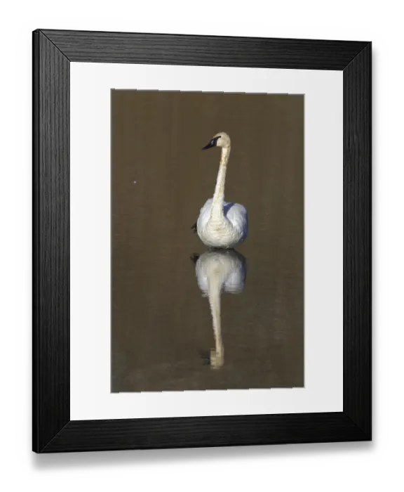 Framed Print : Trumpeter Swan (Cygnus buccinator) Yellowstone Lake