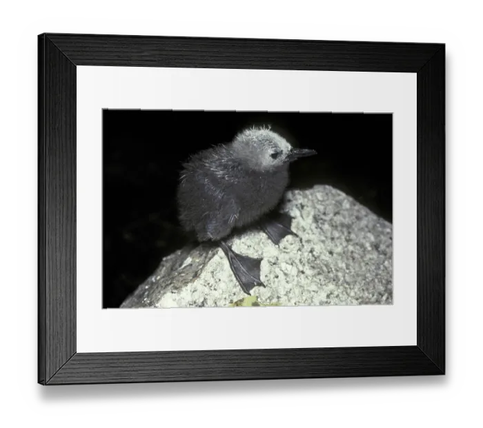Framed Print : Lesser Noddy (Anous tenuirostris)