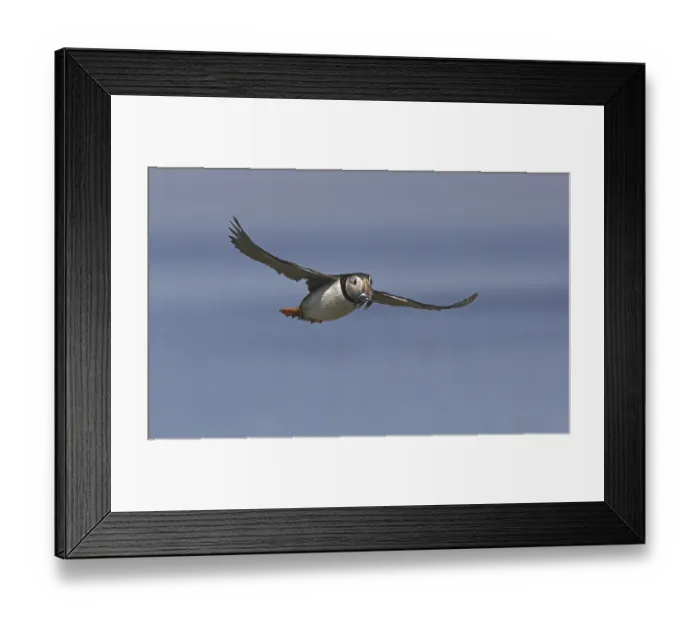 Framed Print : Atlantic Puffin (Fratacula arctica)
