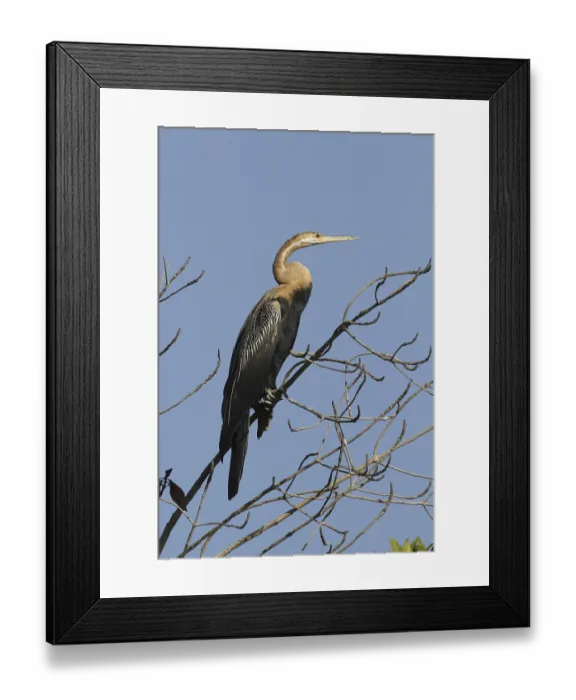 Framed Print : African Darter (Anhinga rufa), adult Framed Print : African Darter (Anhinga rufa), adult