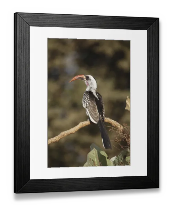 Framed Print : Red-billed Hornbill (Tockus erythrorhynchus)