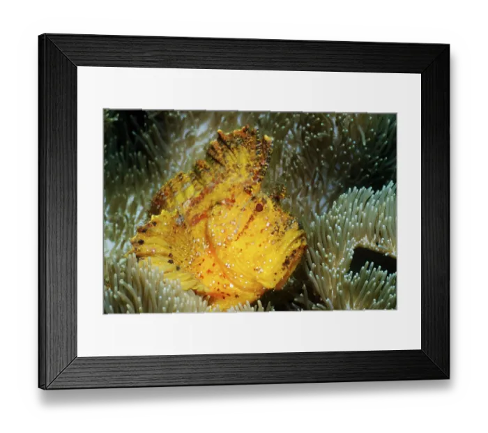 Framed Print : Leaf scorpionfish (Taenianotus triacanthus) Framed Print : Leaf scorpionfish (Taenianotus triacanthus)