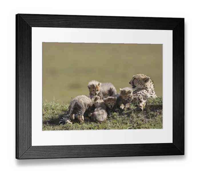 Framed Print : Cheetah (Acinonyx jubatus) with young animals Framed Print : Cheetah (Acinonyx jubatus) with young animals