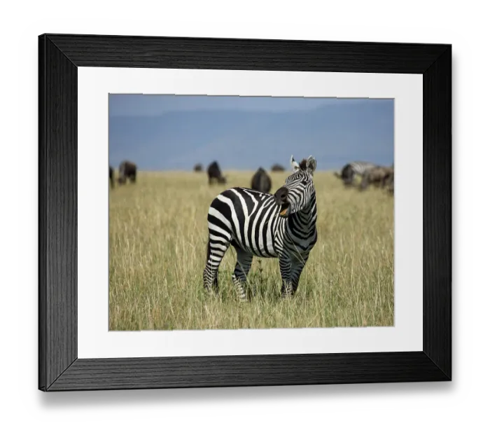 Framed Print : Whinnying Plains zebra (Equus burchelli)
