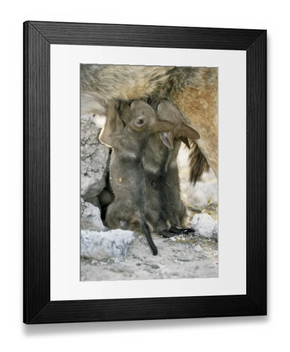 Framed Print : Black-backed jackal (Canis mesomelas)