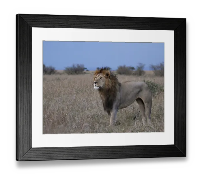 Framed Print : Lion (Panthera leo), male, Masai Mara National Reserve