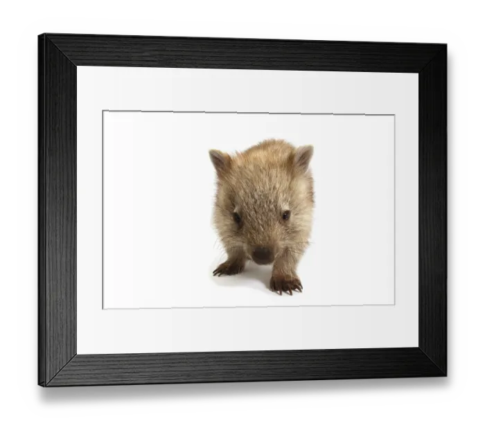 Framed Print : Common Wombat (Vombatus ursinus)