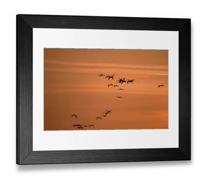 Framed Print : Greater (Phoenicopterus ruber roseus) Flamingos at dusk