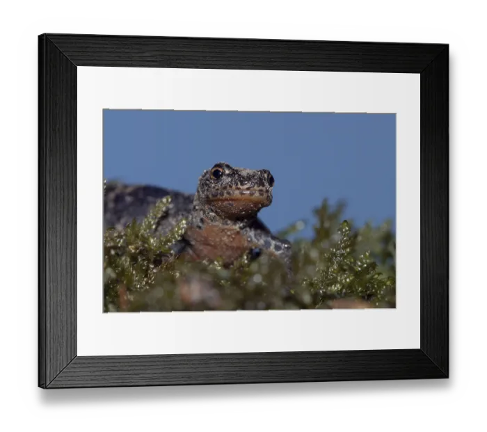 Framed Print : Smooth Newt (Triturus vulgaris) Framed Print : Smooth Newt (Triturus vulgaris)