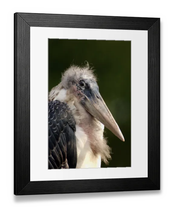 Framed Print : Marabou stork (Leptoptilos crumeniferus) Framed Print : Marabou stork (Leptoptilos crumeniferus)