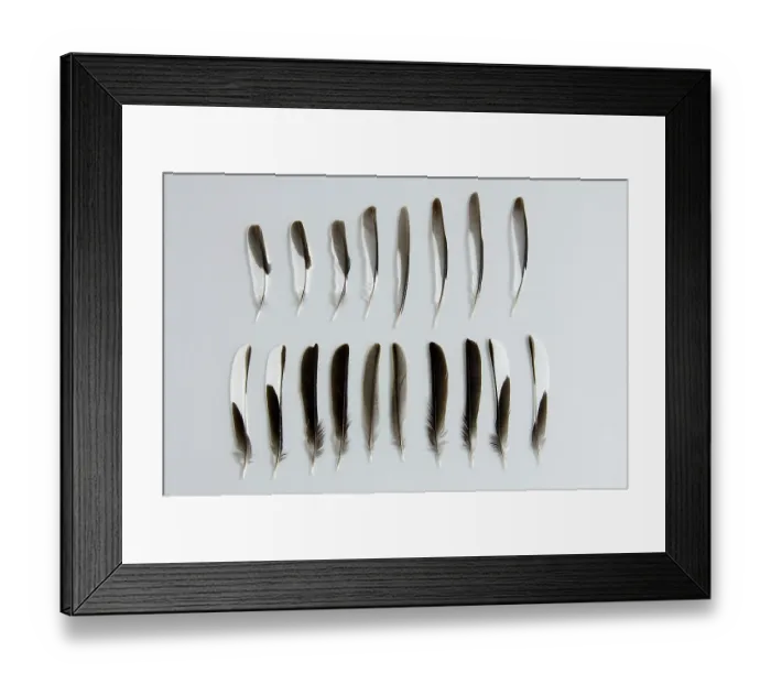 Framed Print : Common chaffinch (Fringilla coelebs), feathers