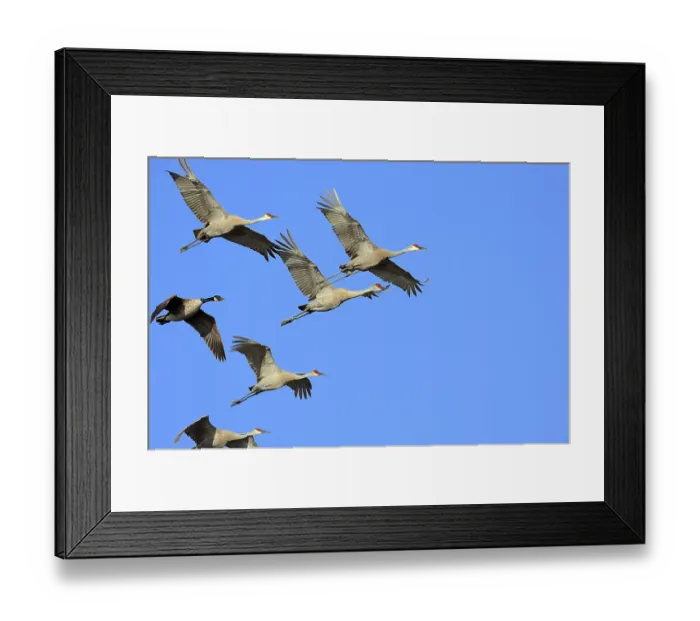 Framed Print : Sandhill Cranes (Grus canadensis) and Canada Goose (Branta canadensis) Framed Print : Sandhill Cranes (Grus canadensis) and Canada Goose (Branta canadensis)