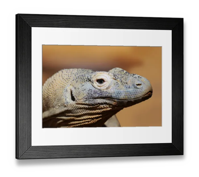 Framed Print : Komodo dragon (Varanus komodoensis) Framed Print : Komodo dragon (Varanus komodoensis)