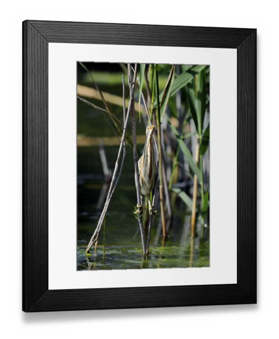 Framed Print : Little bittern (Ixobrychus minutus) Framed Print : Little bittern (Ixobrychus minutus)