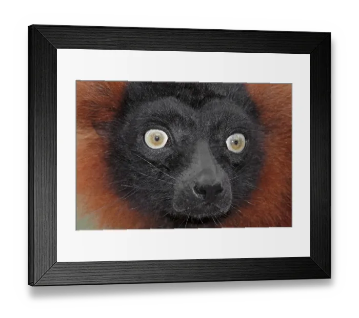 Framed Print : Red ruffed lemur (Varecia variegata rubra) (Varecia variegata ruber)