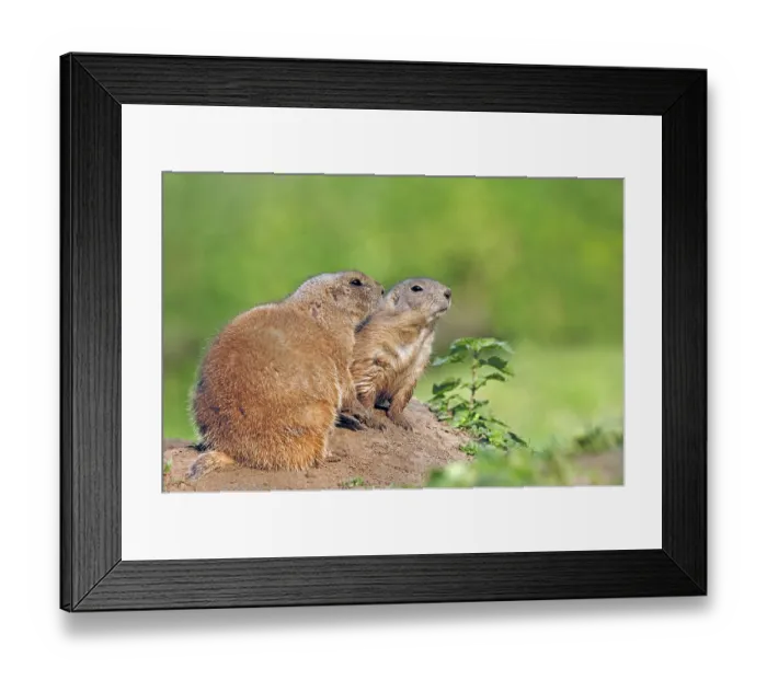 Framed Print : Black-tailed Prairie Dogs (Cynomys ludovicianus) Framed Print : Black-tailed Prairie Dogs (Cynomys ludovicianus)