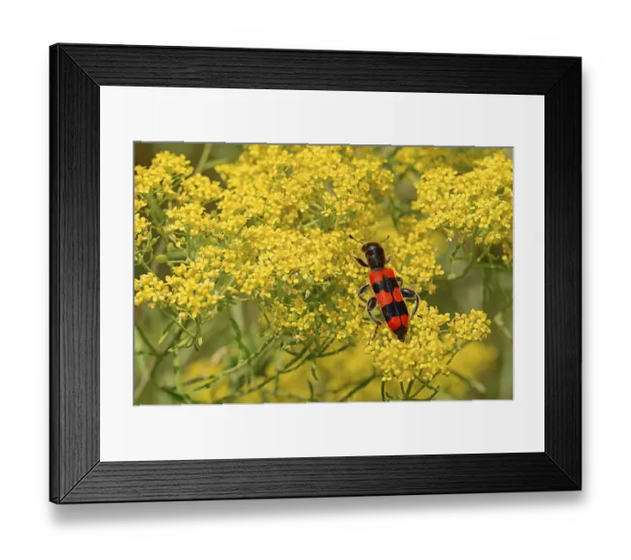 Framed Print : Bee beetle (Trichodes apiarius) Framed Print : Bee beetle (Trichodes apiarius)