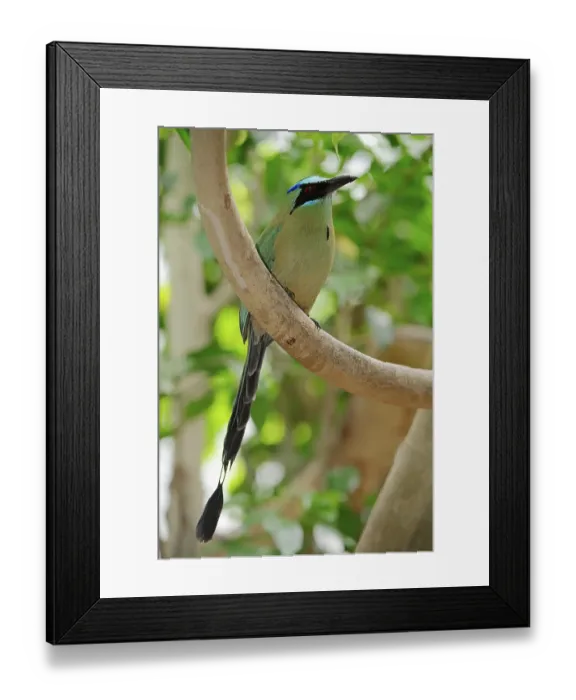 Framed Print : Blue-crowned Motmot (Momotus momota) Framed Print : Blue-crowned Motmot (Momotus momota)